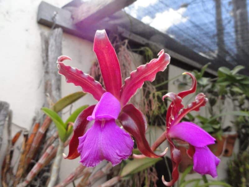 Cattleya elongata Cattleya elongata