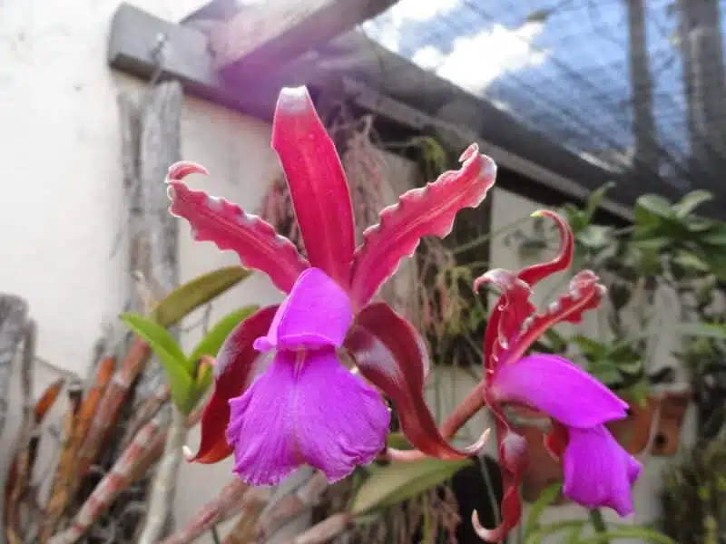 Cattleya elongata Cattleya elongata