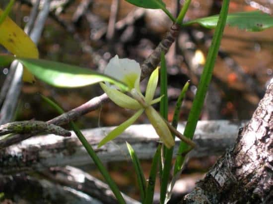 Orquídeas da Chapada Diamantina Chapada Diamantina Orquideas