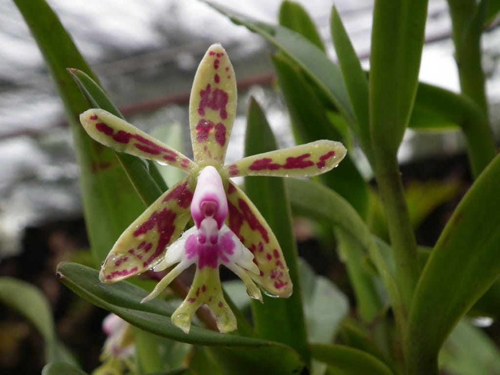Epidendrum - Orquídea da Chapada Diamantina Epidendrum - Orquídea da Chapada Diamantina