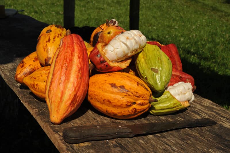 Costa do Cacau na Bahia