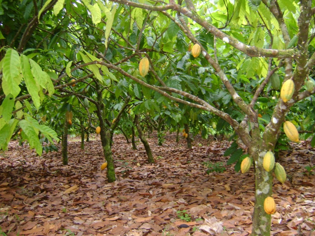 Fazenda de Cacau na Bahia