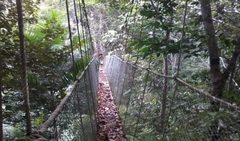 Ecoparque de Una - Trilha suspensa Ecoparque de Una - Trilha suspensa