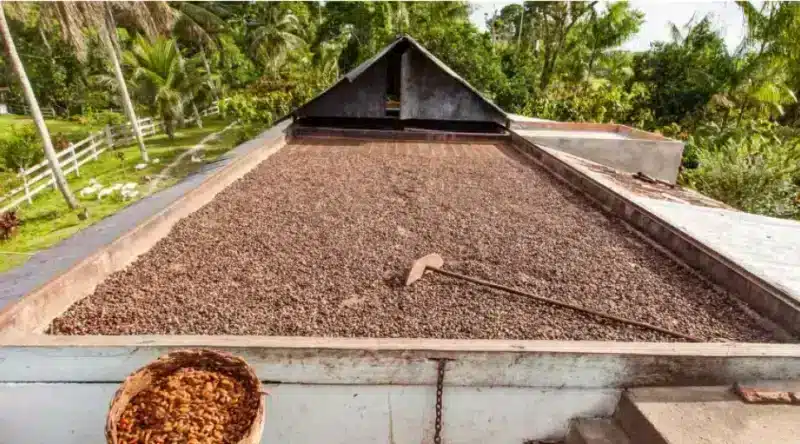 Fazenda Santa Ana na Bahia Fazenda Santa Ana na Bahia