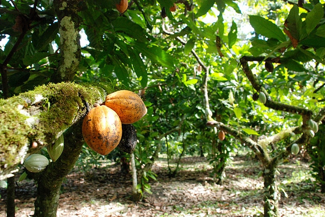 Fazendas de cacau em Ilhéus Fazendas de cacau em Ilhéus
