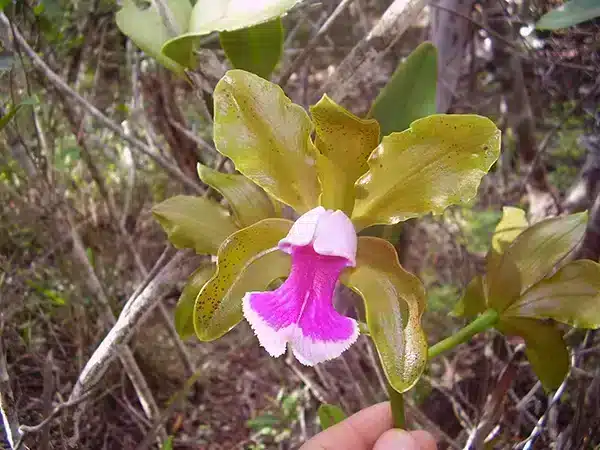 Orquídea Cattleya tenuis Orquídea Cattleya tenuis