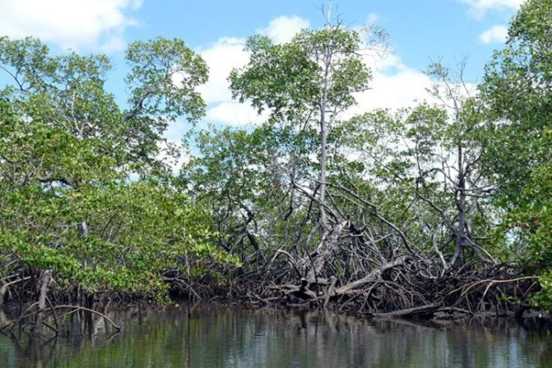 Manguezais de Caravelas Manguezais de Caravelas