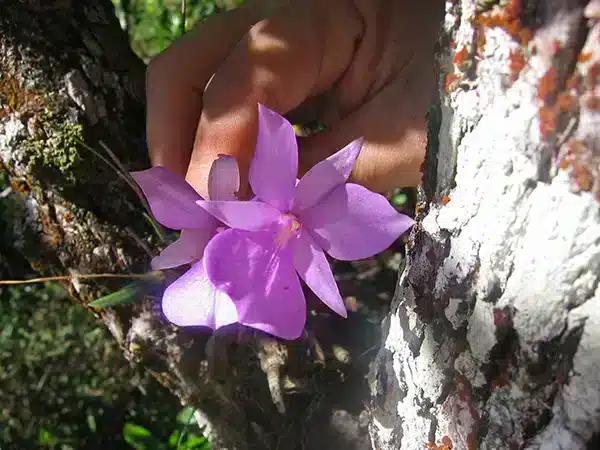 Orquídea Adamantinia miltonioides Orquídea Adamantinia miltonioides