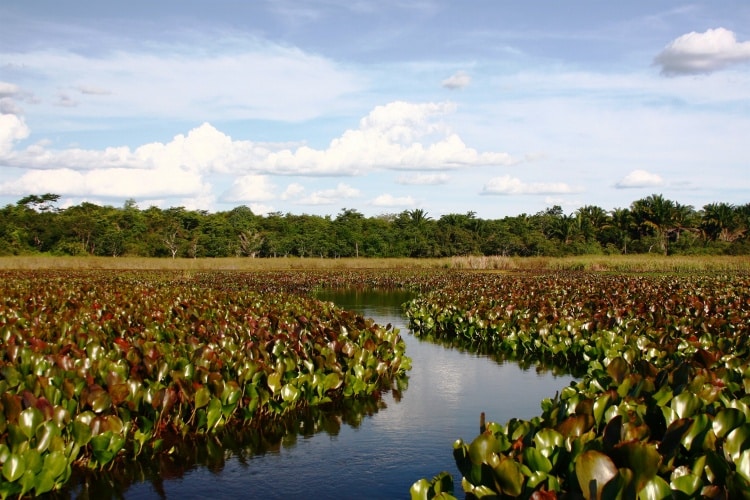 Pantanal Baiano Pantanal Baiano