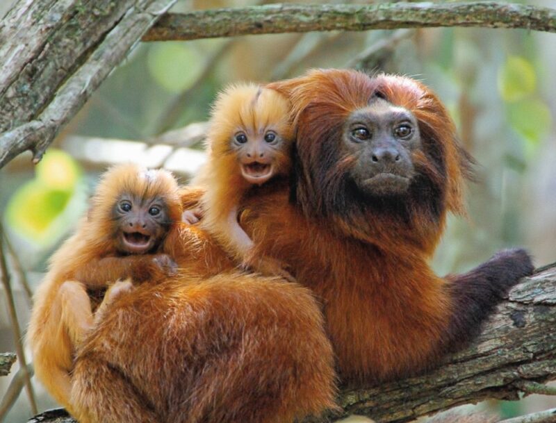 Reserva Biológica do Mico-Leão-da-Cara-Dourada Reserva Biológica do Mico-Leão-da-Cara-Dourada