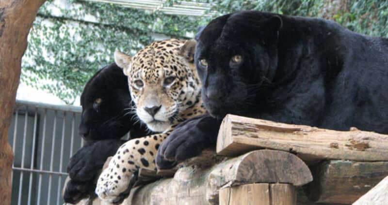 Zoológico em Salvador Zoológico em Salvador