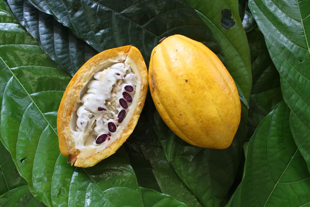 amêndoas de cacau amêndoas de cacau