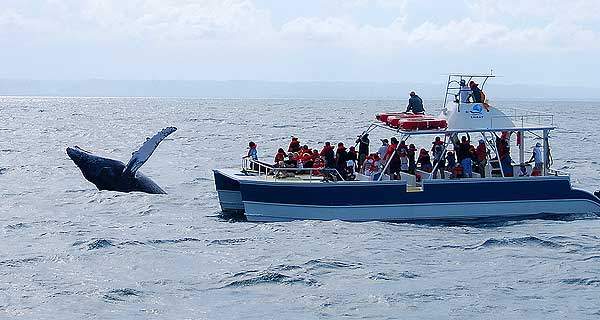 Baleia Jubarte Baleia Jubarte