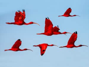 Delta do Parnaíba - Documentário