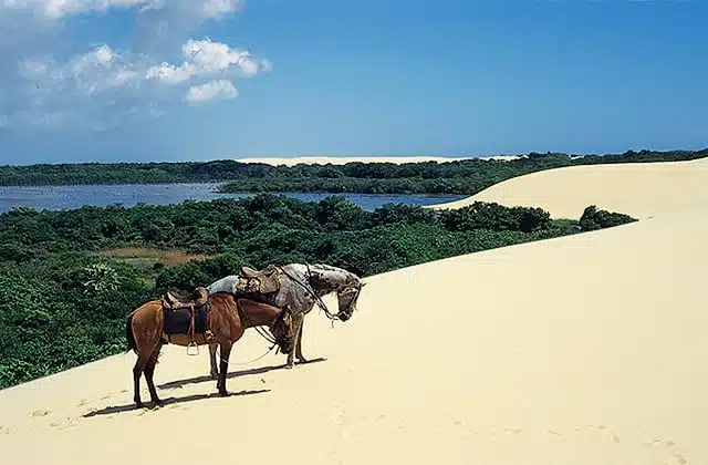 Ilha do Cajú Ilha do Cajú
