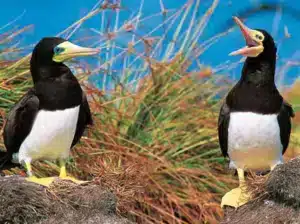 Reserva Biológica Marinha do Atol das Rocas