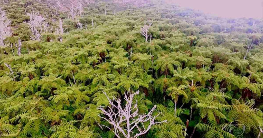 Samambaias gigantes decoram o ponto mais alto da Ilha da Trindade Samambaias gigantes decoram o ponto mais alto da Ilha da Trindade