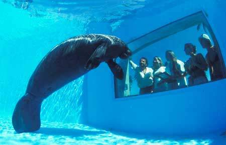 Projeto Peixe-Boi na Ilha de Itamaracá PE Projeto Peixe-Boi na Ilha de Itamaracá PE
