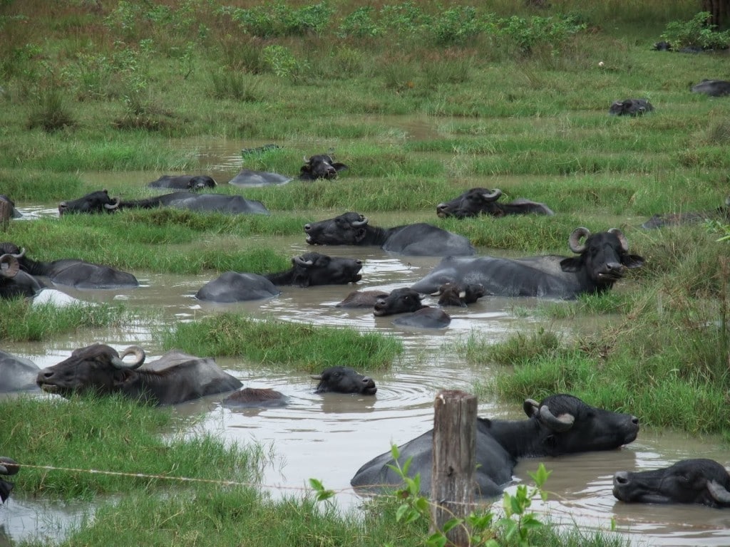 Criação de Búfalos no Arquipélago de Marajó Arquipélago de Marajó