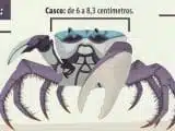 Caranguejo Uçá Caranguejo Uçá