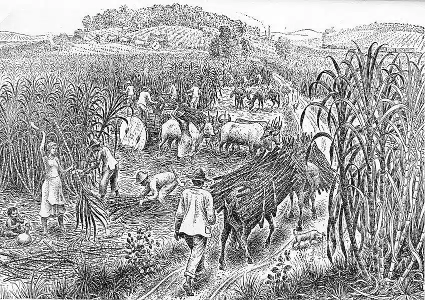 Ilustração em preto e branco de trabalhadores colhendo cana Ilustração em preto e branco de trabalhadores colhendo cana
