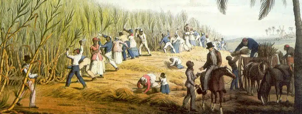Escravos cortando cana. Nota-se que tanto homens e mulheres exerciam tal tarefa, pois erroneamente pensava-se que apenas os homens cortavam cana, embora que na maioria das vezes eram os homens que trabalhavam no canavial. Escravos cortando cana. Nota-se que tanto homens e mulheres exerciam tal tarefa, pois erroneamente pensava-se que apenas os homens cortavam cana, embora que na maioria das vezes eram os homens que trabalhavam no canavial.
