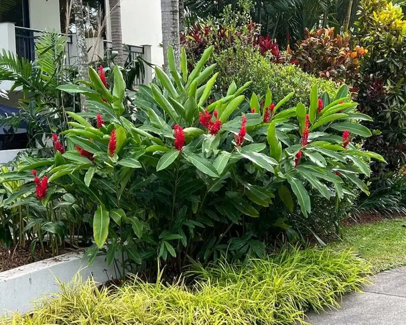 Alpinia Purpurata Alpinia Purpurata