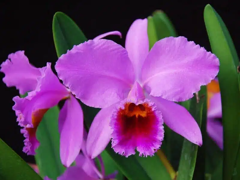 orquidea cattleya orquidea cattleya