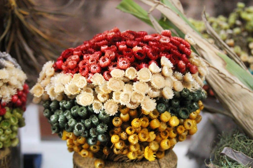 flor sempre-viva Flor-sempre-viva