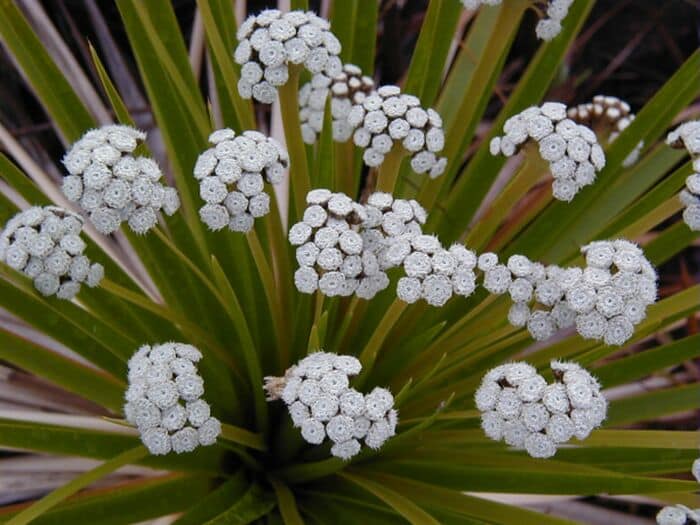 Flor Sempre-Viva Flor Sempre-Viva