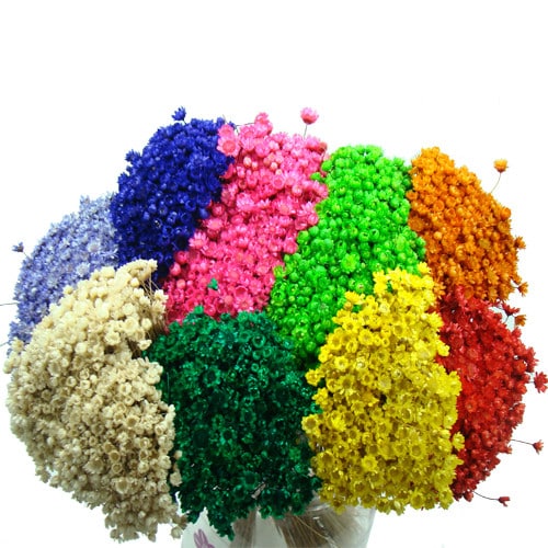 Flor sempre-viva Flor sempre-viva