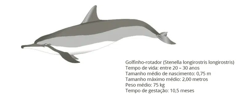 Golfinhos-Rotadores em Fernando de Noronha