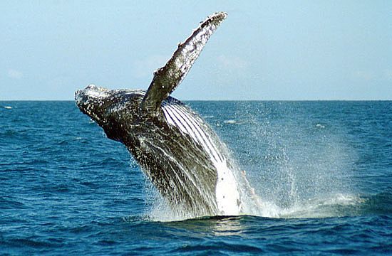 Abrolhos é o berço das Baleias Jubarte