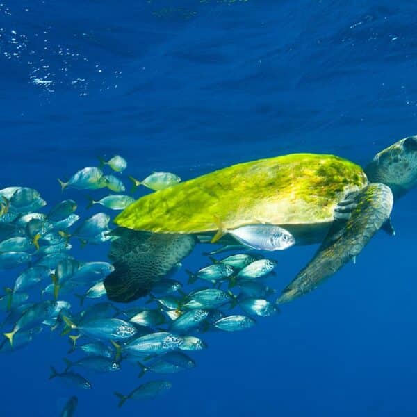 5 espécies de tartarugas marinhas encontradas no Brasil