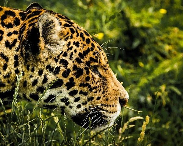 Parque Nacional do Boqueirão da Onça na Bahia