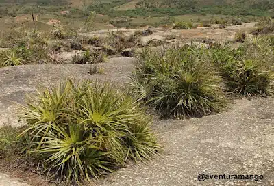 Bromelia laciniosa Bromelia laciniosa