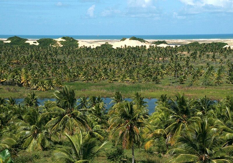 Pantanal Sergipano em Pacatuba SE Pantanal Sergipano em Pacatuba SE