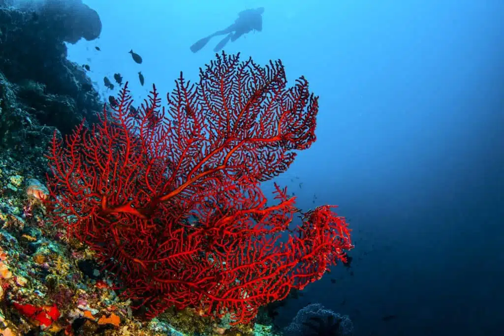 Coral Vermelho da Sardenha na Itália Coral Vermelho da Sardenha na Itália
