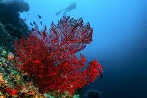 Coral Vermelho da Sardenha, Italia