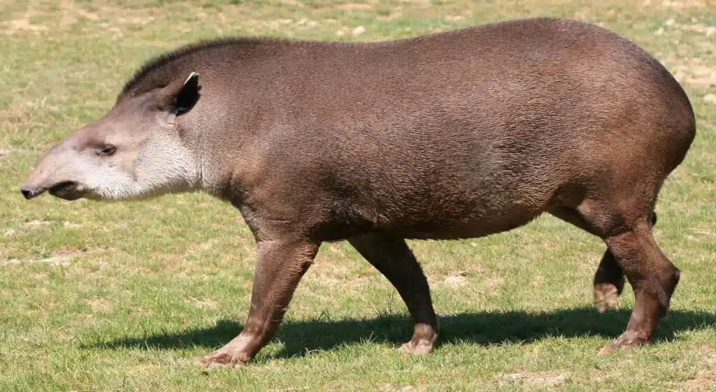 Anta, Tapirus terrestris ou Tapir Anta, Tapirus terrestris ou Tapir