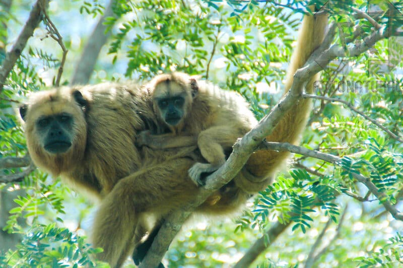 Bugio, Alouata caraya ou Bugio Bugio, Alouata caraya ou Bugio