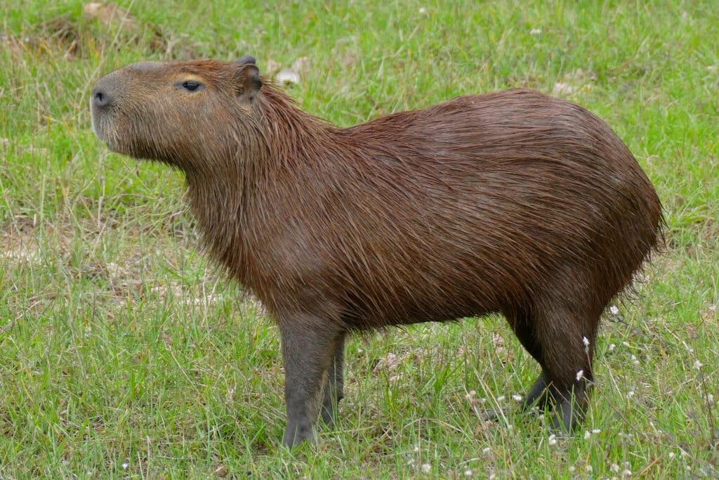 Capivara, Hydrochaeris hydrochaeris ou Capybara Capivara, Hydrochaeris hydrochaeris ou Capybara