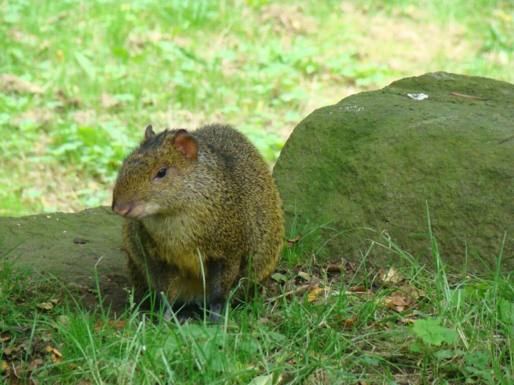 Cutia, Dasyprocta azarae, Azara's agouti Cutia, Dasyprocta azarae, Azara's agouti