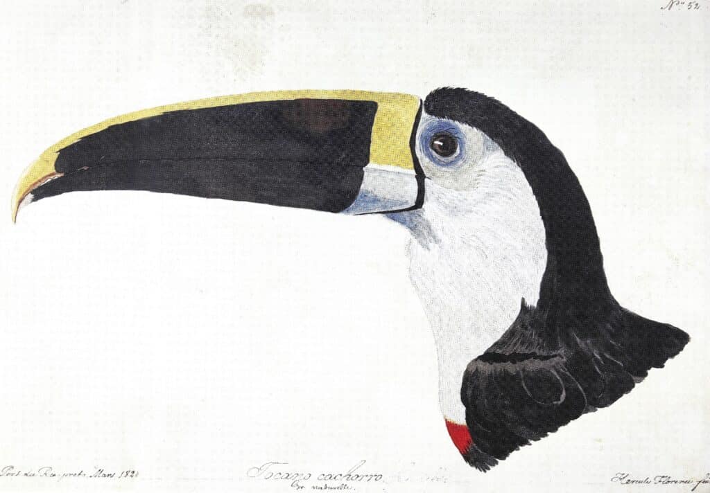 FLORENCE, Hercule - Tocano cachorro Gr. naturelle. Port du Rio-preto, Mars 1828. Hercule Florence, fecit. - 1828 - Aquarela e nanquim sobre papel - 21,3 x 30,7 cm FLORENCE, Hercule - Tocano cachorro Gr. naturelle. Port du Rio-preto, Mars 1828. Hercule Florence, fecit. - 1828 - Aquarela e nanquim sobre papel - 21,3 x 30,7 cm