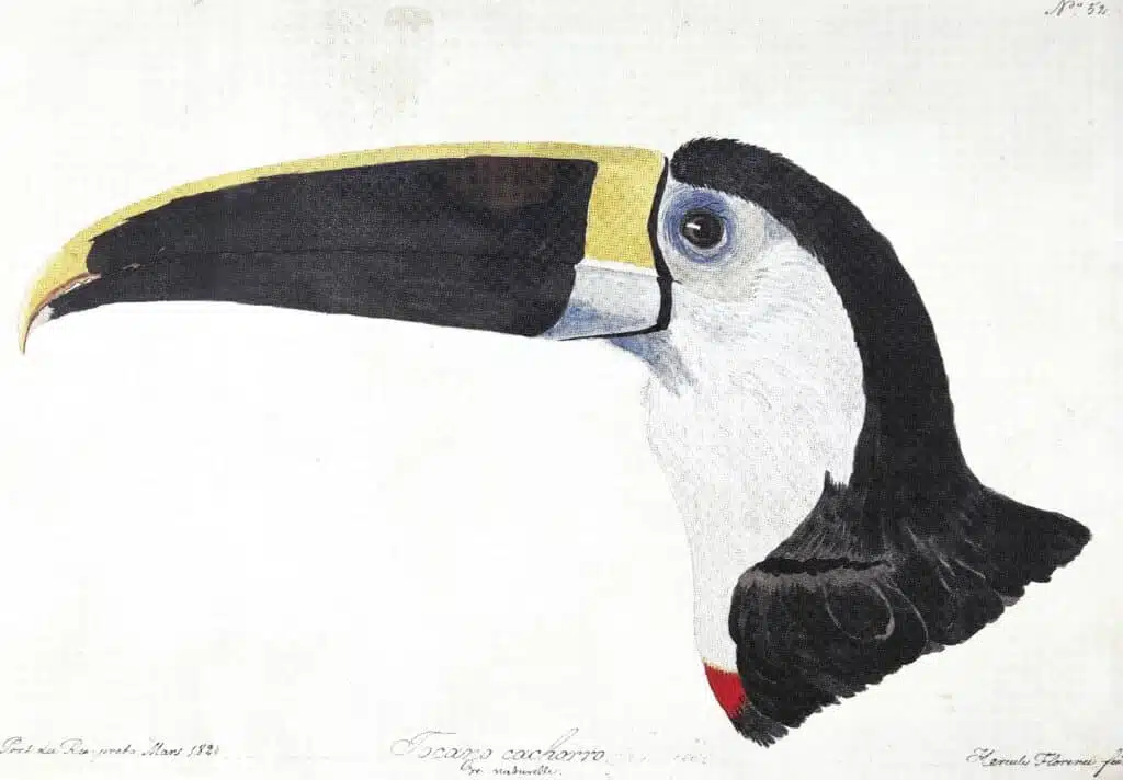 FLORENCE, Hercule - Tocano cachorro Gr. naturelle. Port du Rio-preto, Mars 1828. Hercule Florence, fecit. - 1828 - Aquarela e nanquim sobre papel - 21,3 x 30,7 cm FLORENCE, Hercule - Tocano cachorro Gr. naturelle. Port du Rio-preto, Mars 1828. Hercule Florence, fecit. - 1828 - Aquarela e nanquim sobre papel - 21,3 x 30,7 cm