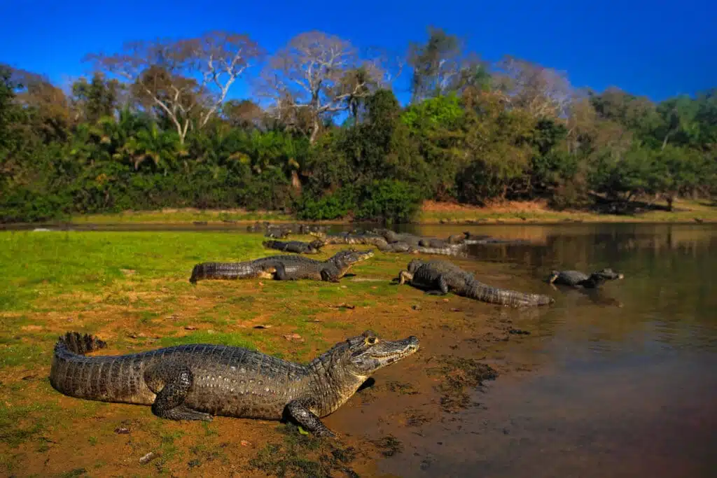 Jacaré do Pantanal Caiman, Yacare Caiman, crocodilos na superfície do rio, noite com céu azul, animais no habitat natural. Pantanal, Brasil
