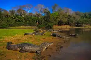 Caiman, Yacare Caiman, crocodilos na superfície do rio, noite com céu azul, animais no habitat natural. Pantanal, Brasil