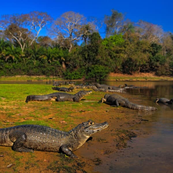 Caiman, Yacare Caiman, crocodilos na superfície do rio, noite com céu azul, animais no habitat natural. Pantanal, Brasil