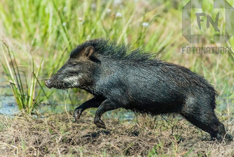 Queixada, Tayassu pecarí, White-lipped peccary Queixada, Tayassu pecarí, White-lipped peccary