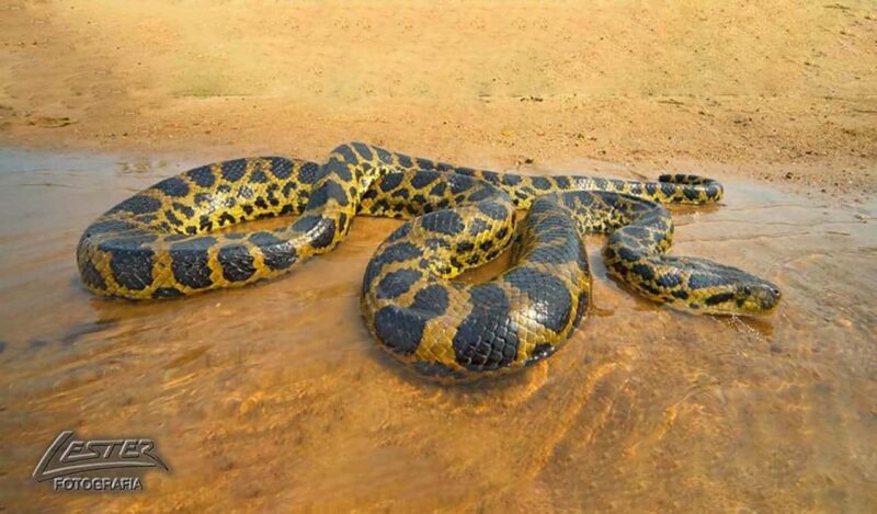 Sucuri-amarela, Eunectes notaeus ou Yellow anaconda Sucuri-amarela, Eunectes notaeus, Yellow anaconda